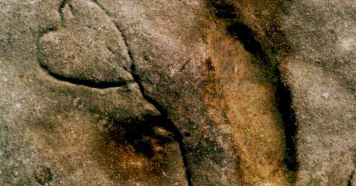 Tuzak Cesitleri Define Sohbeti Blog