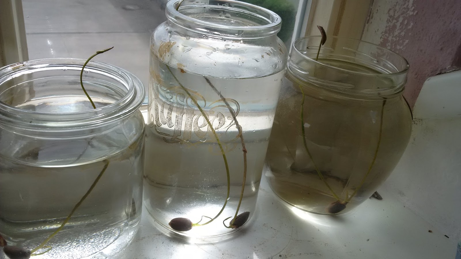 Aufzucht Anleitung Lotusblumen Samen