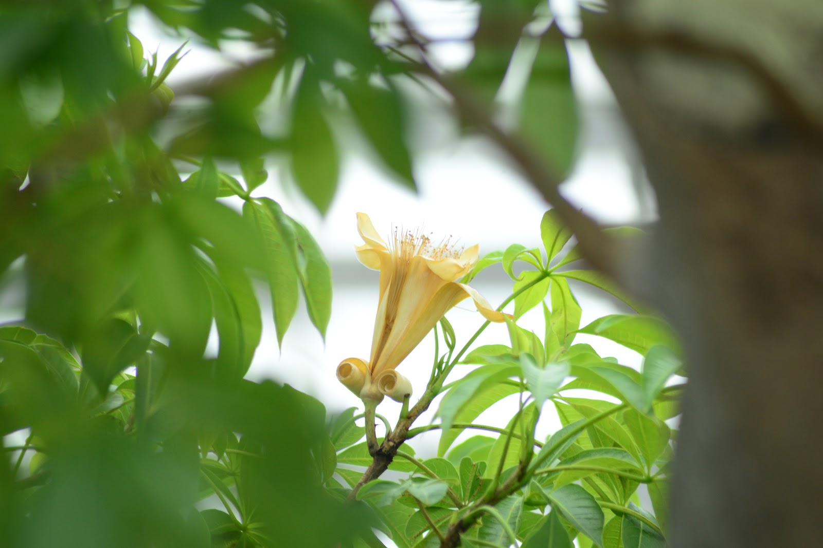 広島市植物公園ブログ バオバブの花 その後