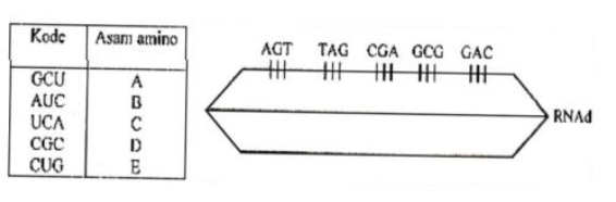 Materi Biologi Kelas Xii Bab Iii B Sintesis Protein Kompas Belajar