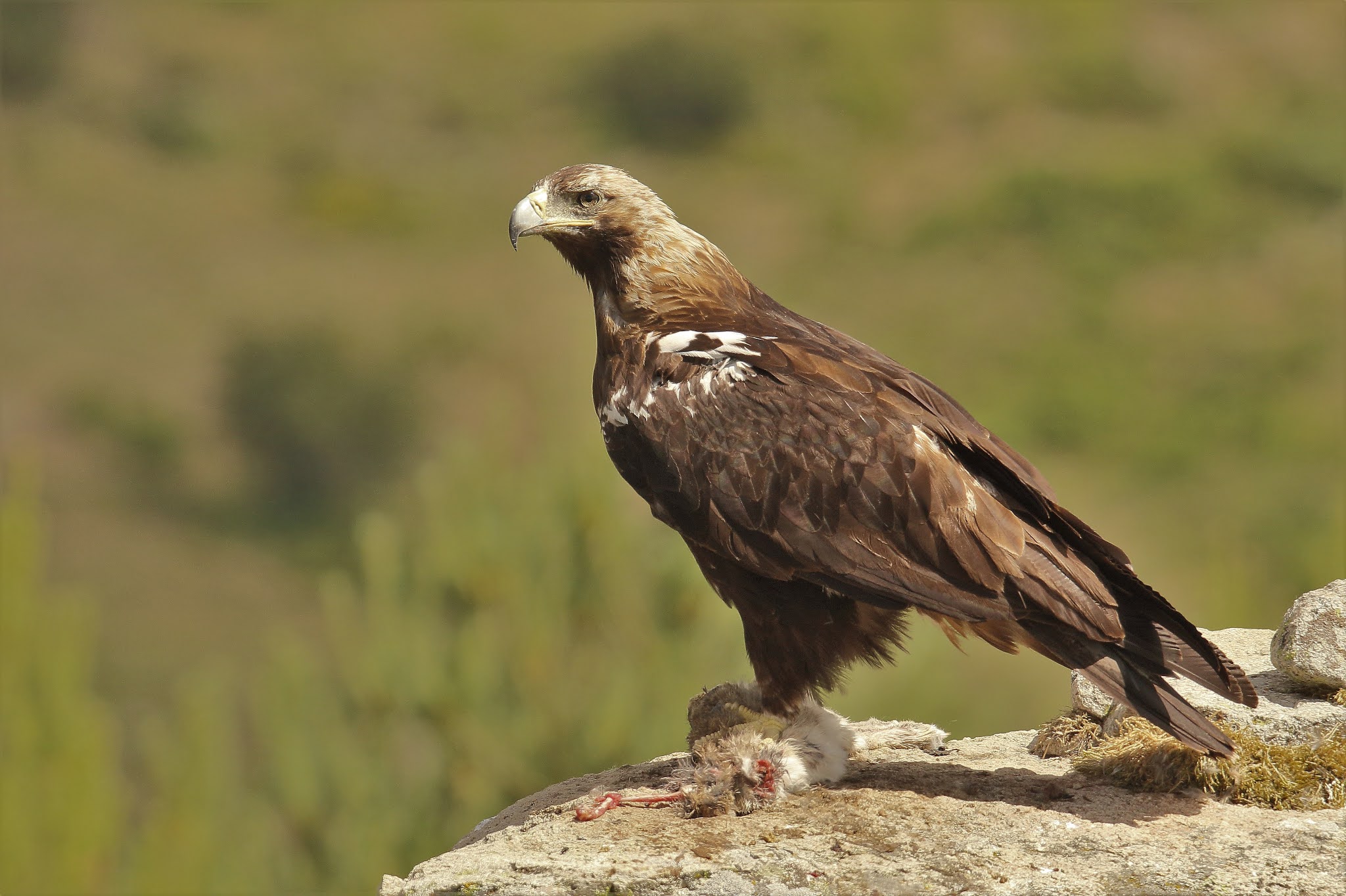 Aves Ibericas Aguila Imperial Iberica, Iberian