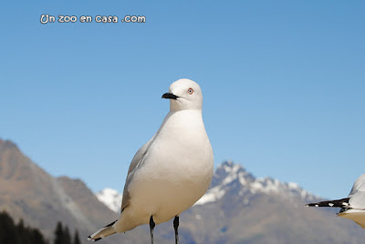 Black-billed Gull (Chroicocephalus bulleri)