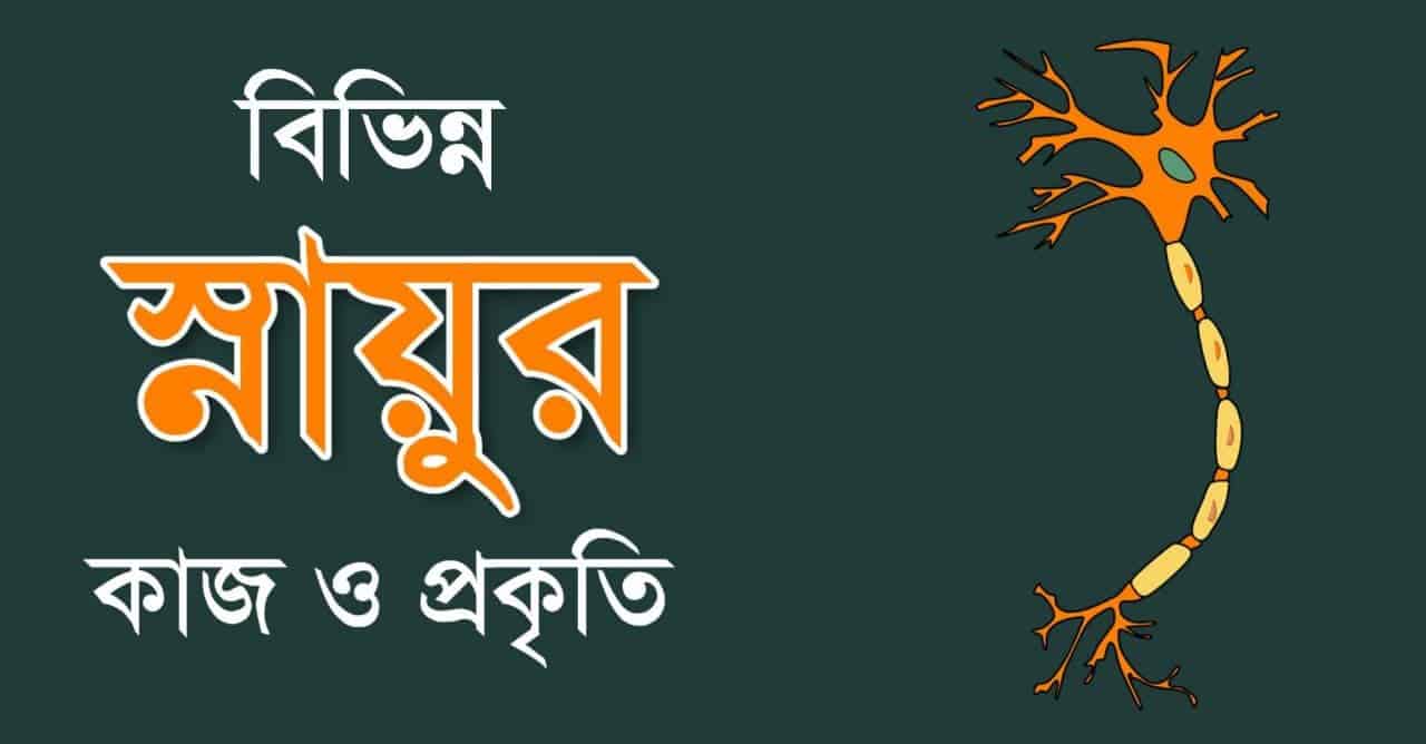 বিভিন্ন স্নায়ুর কাজ ও  প্রকৃতি