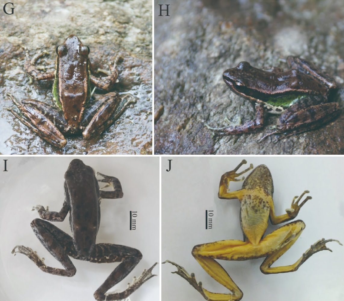 Species New to Science [Herpetology • 2020] Amolops tuanjieensis • A