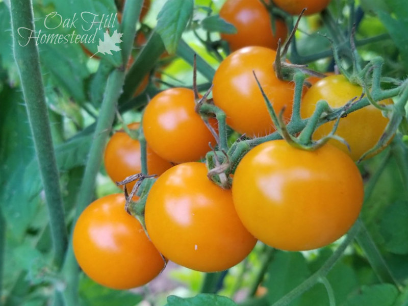 What to Do With Tomato Plants in Winter Oak Hill Homestead