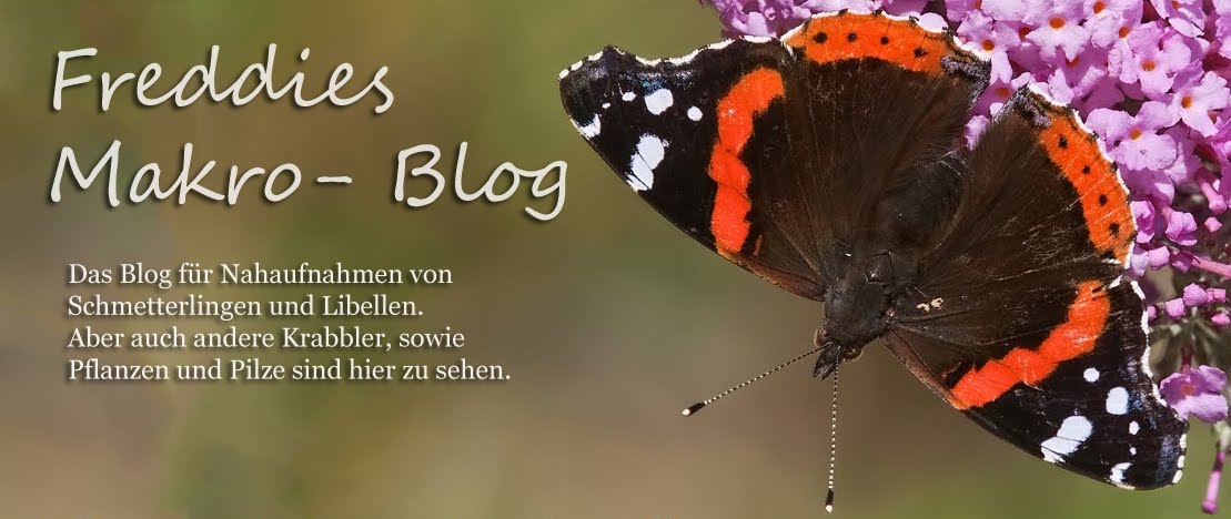 Freddies Makro-Blog