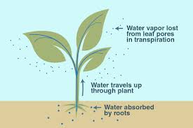How does the Absorption of Water & Minerals by Roots take place