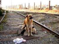 perro callejero