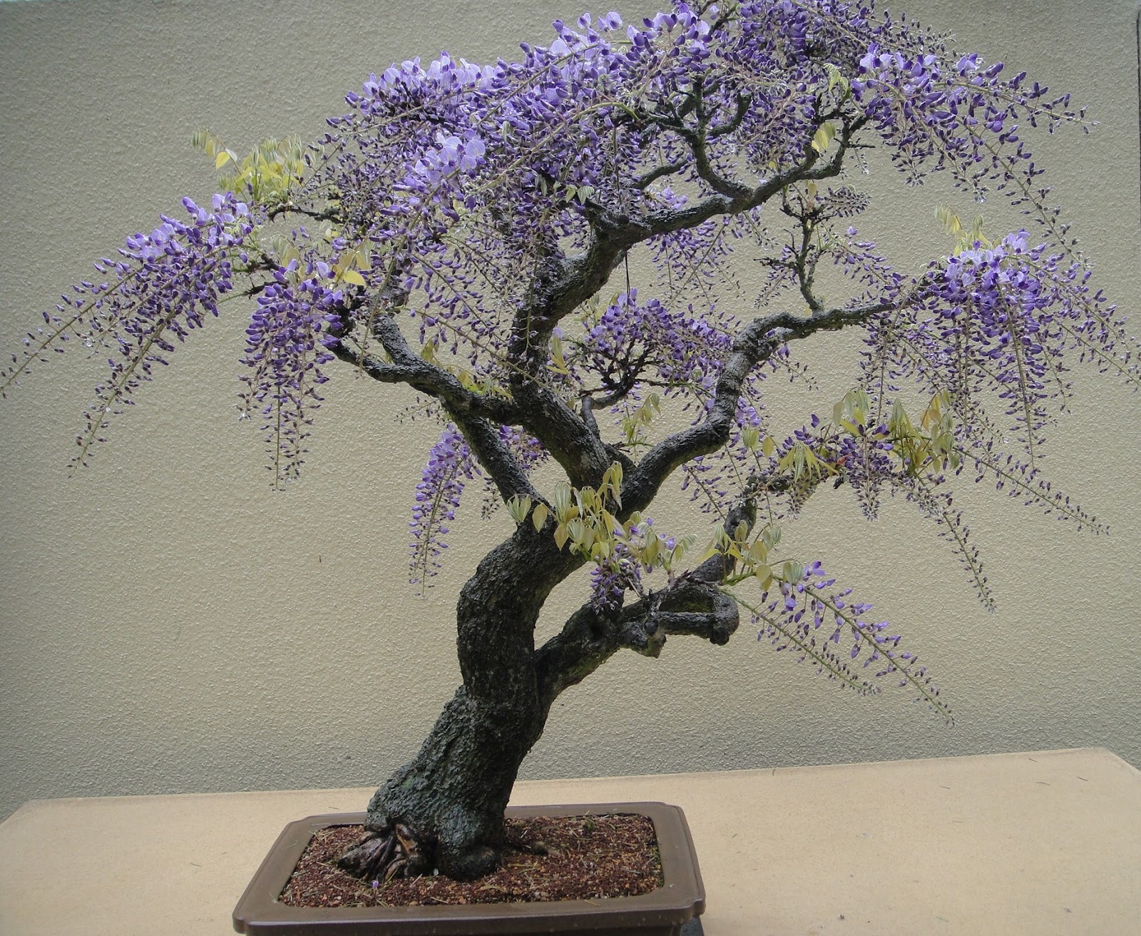 Best Small Trees For Seattle at Mathew Baggett blog