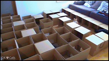 Funny Cat GIF • Cat lover built a huge maze for his 2 Cats using 50 cardboard boxes!!!