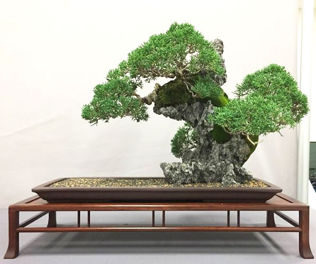 outdoor bonsai display,small display pedestal,outdoor bonsai display tables,bonsai trees supplies,bonsai display stands for sale,bonsai display stand,bonsai table,bonsai plant stand,outdoor bonsai stands,bonsai display stands