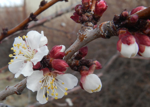 Future Plants By Randy Stewart Weigela