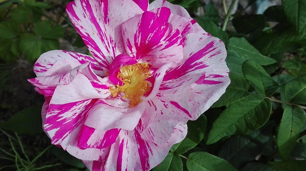 Ruusu Rosa Mundi lumoaa kauneudellaan! kaksivärinen ruusun kukka