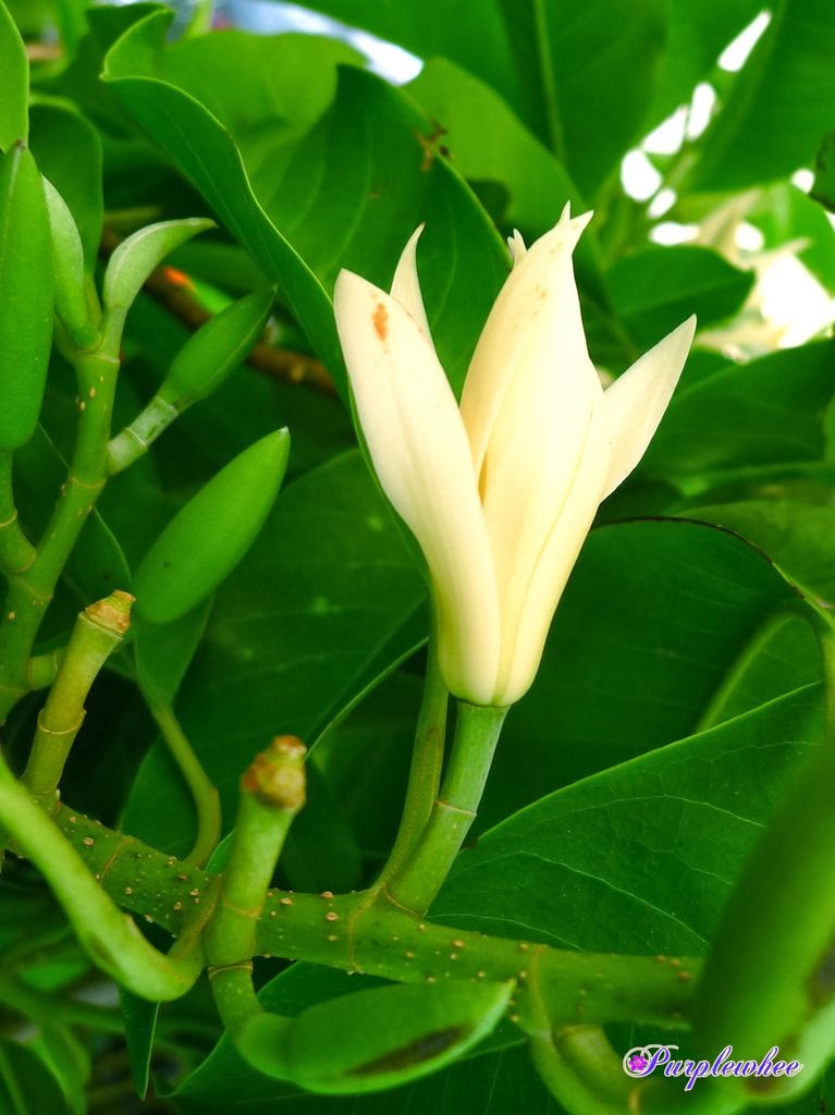 薇薇花园 白玉兰