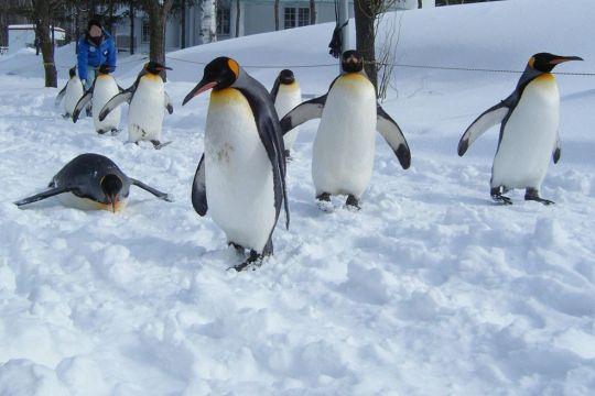 Asahiyama Zoo, Hokkaido