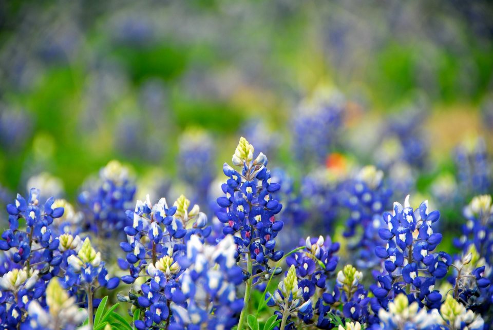 MyRubberStamp Texas ♥ Wildflower viewing