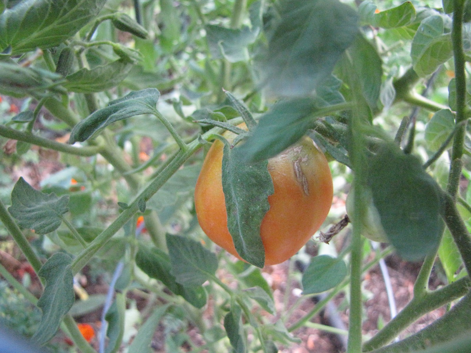 A Corner Garden: Marigolds, Vegetable Garden