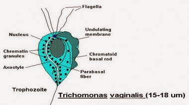 A Trichomonas jelzi a kezelést