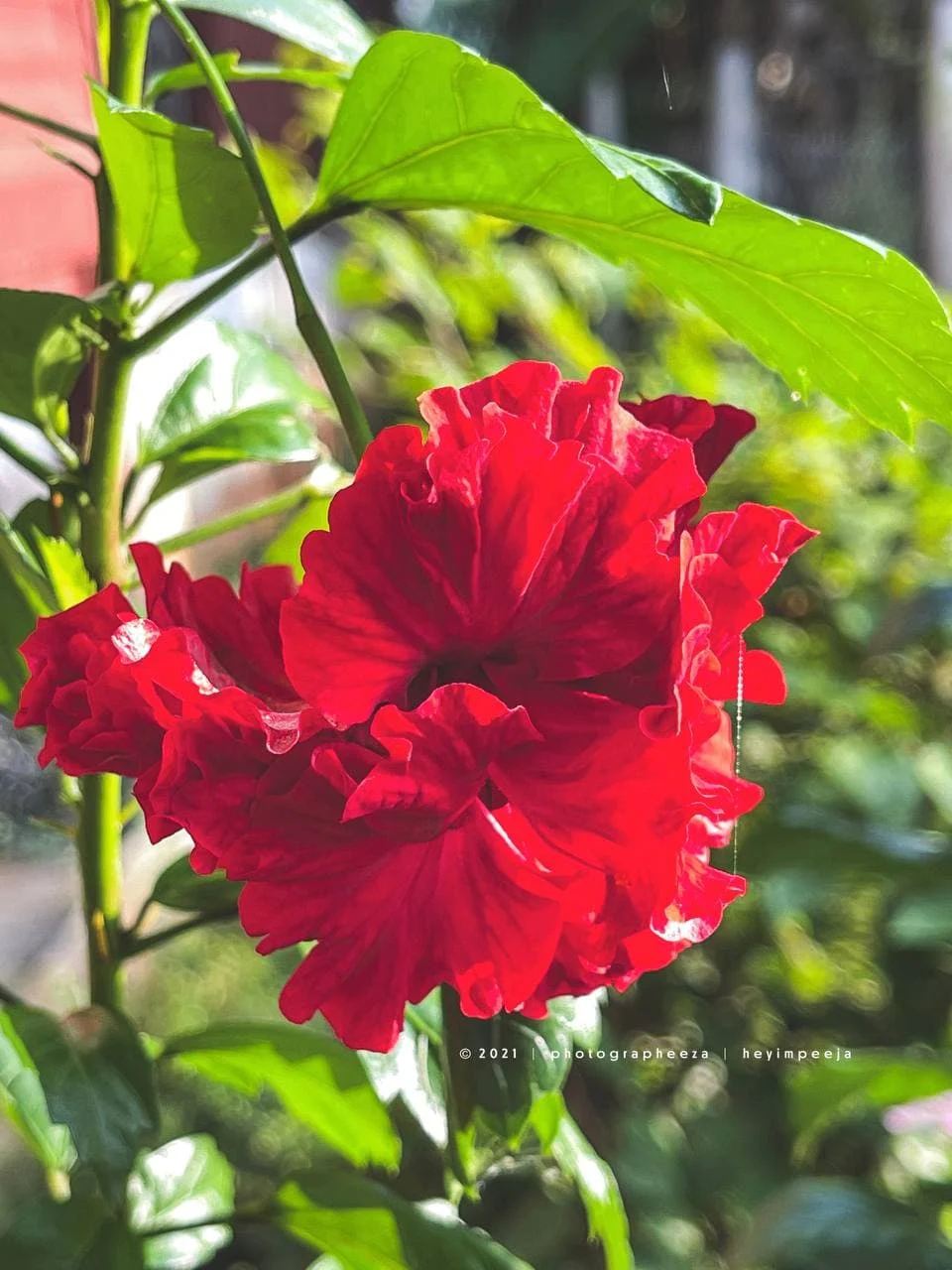 Bunga Raya Rose Merah