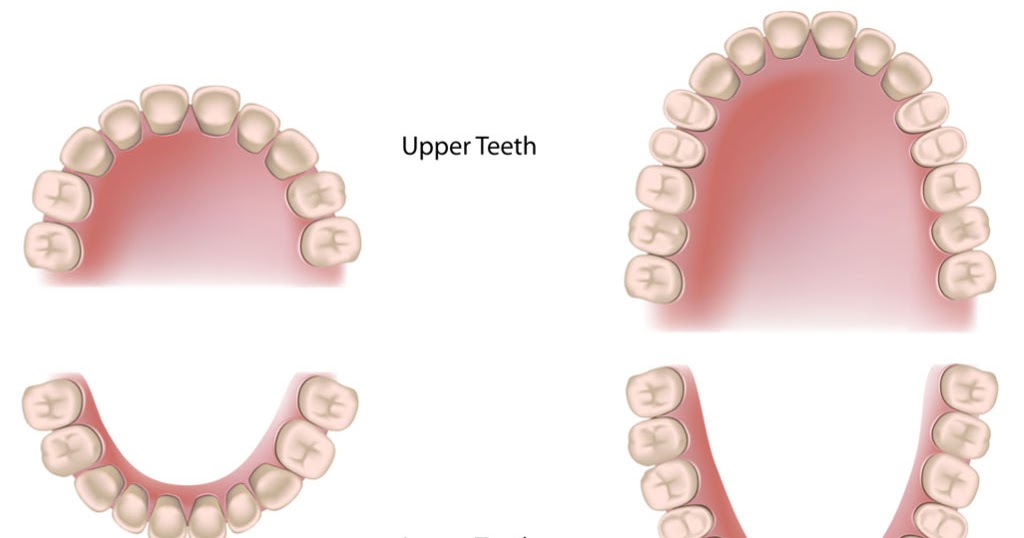 Cobh Scientist: Teeth