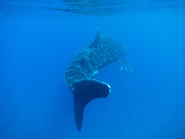 swimming with whale sharks in Mafia Island, Tanzania, Eas Africa, MAHO on Earth Boutique Adventure Tours and Travel Blog