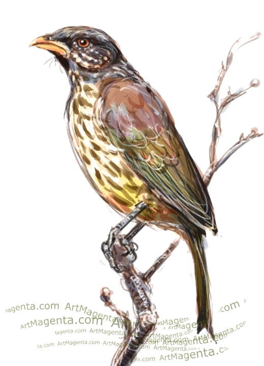 Palmchat sketch painting. Bird art drawing by illustrator Artmagenta