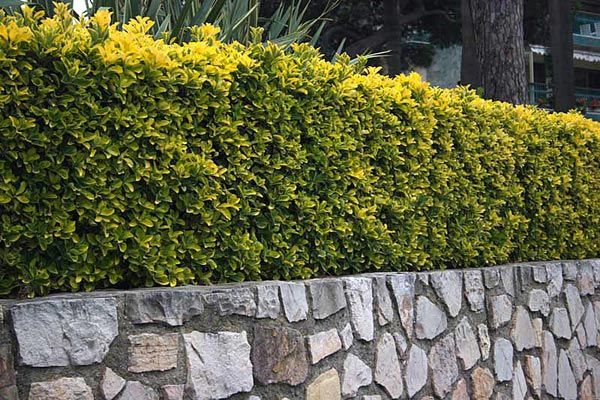 How To Plant A Privet Hedge Hunker