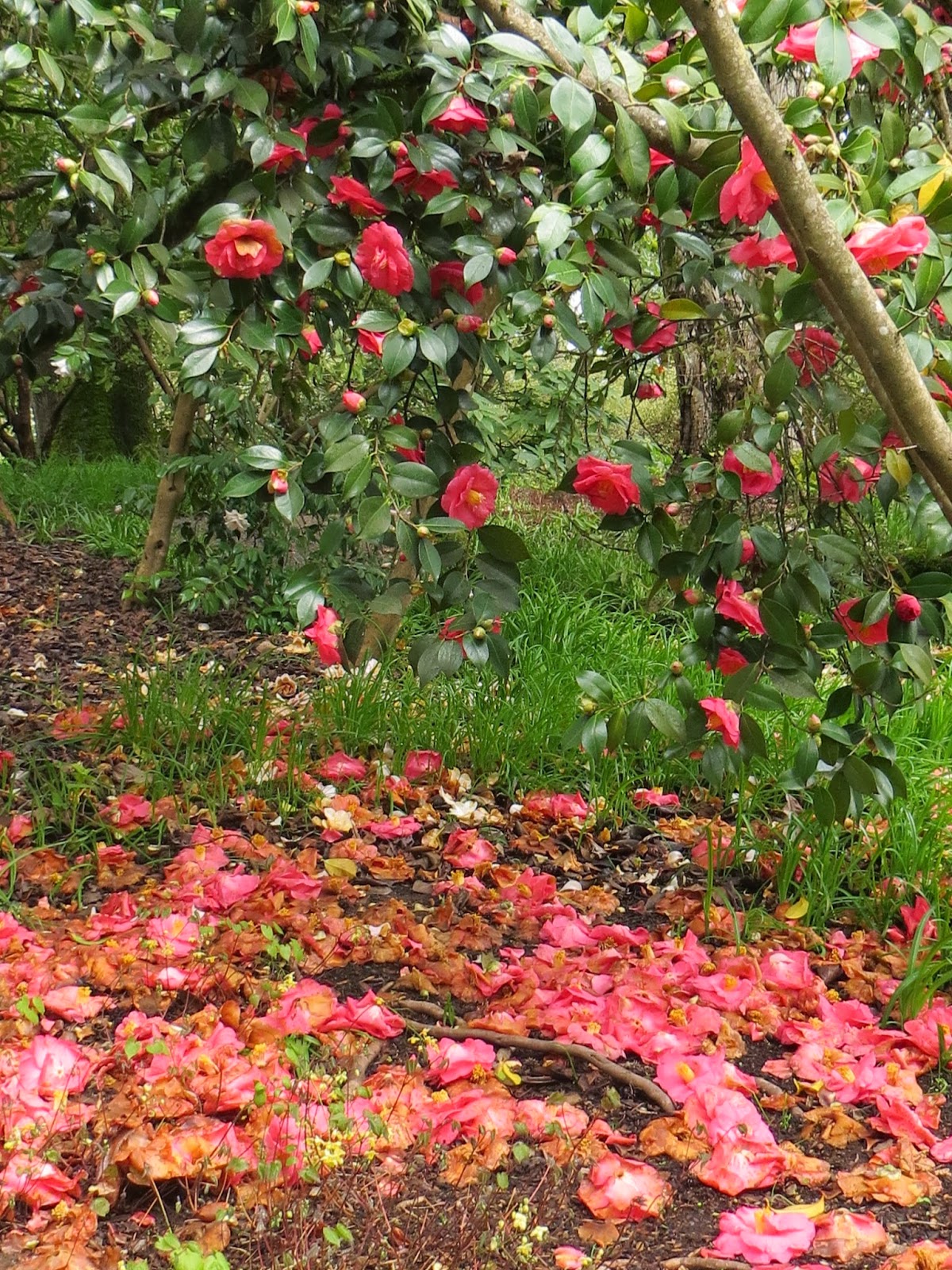 Winding Down In Heavy Winds Rotary Botanical Gardens