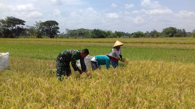 Sukseskan Swasembada Pangan Babinsa Bantu Warga Panen Padi