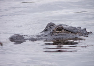 Head of American Alligator on water (close-up)