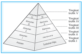 Struktur trofik bisa disusun secara urut sesuai hubungan makan serta dimakan antartrofik y Pengertian Piramida ekologi