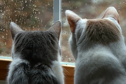 Rainy Day Cat Pictures 31