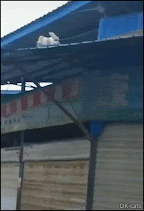 Incredible Cat GIF • OMG! Athletic cat falling from high roof but cats always land on their feet, whatever ;)