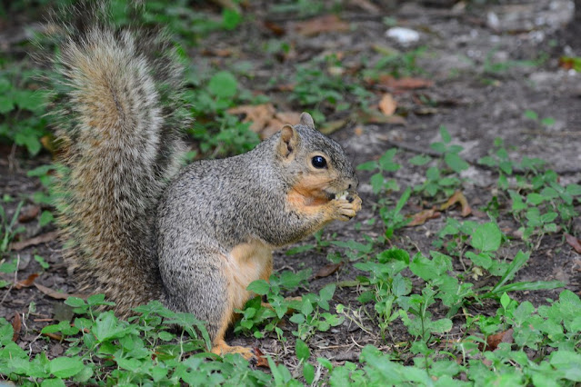 Sciurus niger Sciurus niger