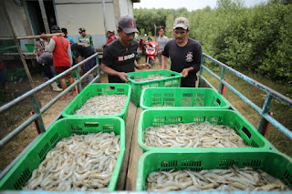 Kelompok Binaan Cirebon Power Berhasil Panen Udang Vaname 1 Ton Kelompok Binaan Cirebon Power Berhasil Panen Udang Vaname 1 Ton