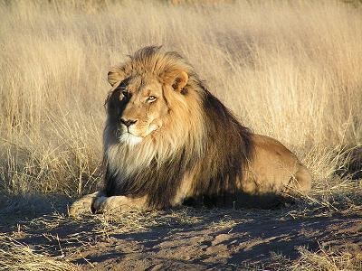 Universo Animal: ¿Por qué los leones machos tienen melena?