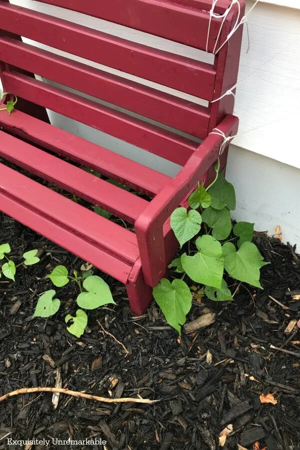 Small red bench with garden bed with tiny morning glory leaves