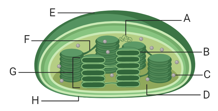 Chloroplasts Worksheet PDF Download
