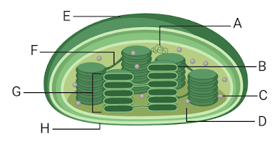 unlabelled chloroplast cell