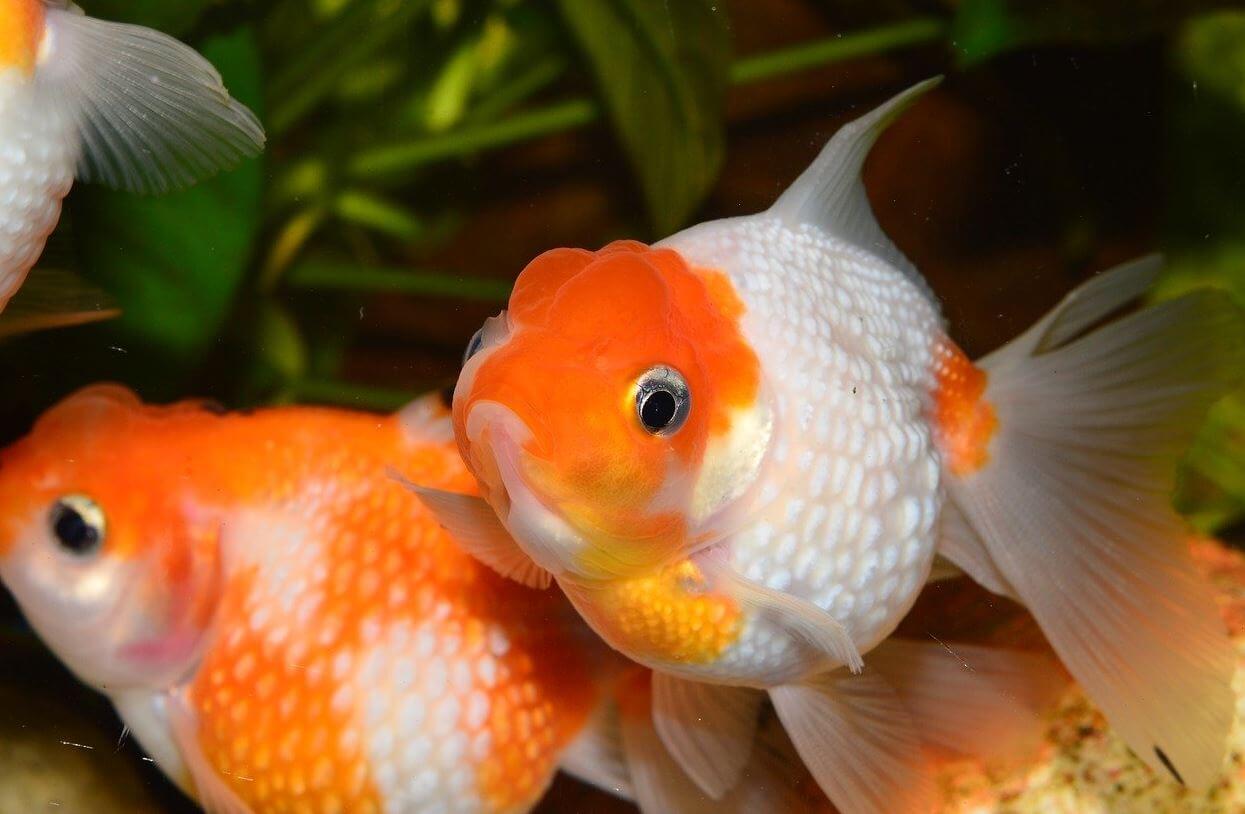 Daftar 7 Jenis Ikan Hias yang Cantik Tapi Murah Ikanesia.id jpg (1245x814)