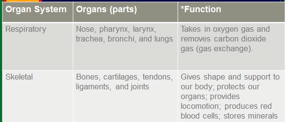 Mr. Villa's Science Stars!: Human Body Organ System ANSWERS