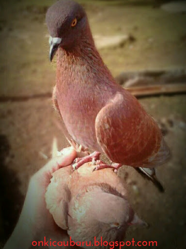 Cara Mudah Dan Efektif Untuk Membuat Merpati Cepat Giring On Kicau Baru
