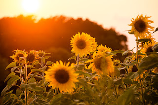 Naturfotografie Lippeaue Sonnenblume
