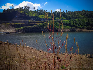 Natural Scenery Lake Water Dam With Drought Wild Flower Plants On A Sunny Day In The Dry Season North Bali Indonesia