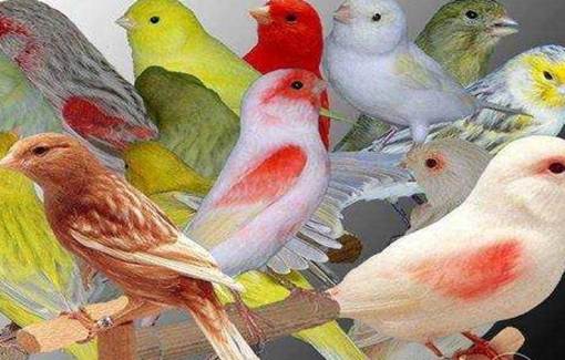 Daftar Harga Burung Kenari Semua Jenis 2018