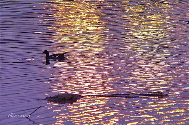 遠方的大樓玻璃將金黃的夕陽映照在水面上，一隻紅冠水雞悠閒地划過。