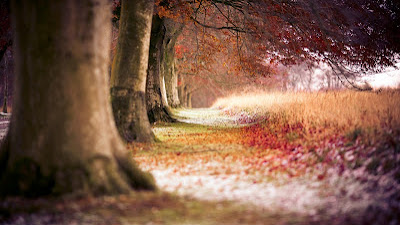 Wallpaper HD Beech Autumn Trees