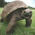 Jonathan, The Giant Tortoise, Is The World’s Oldest-Known Animal