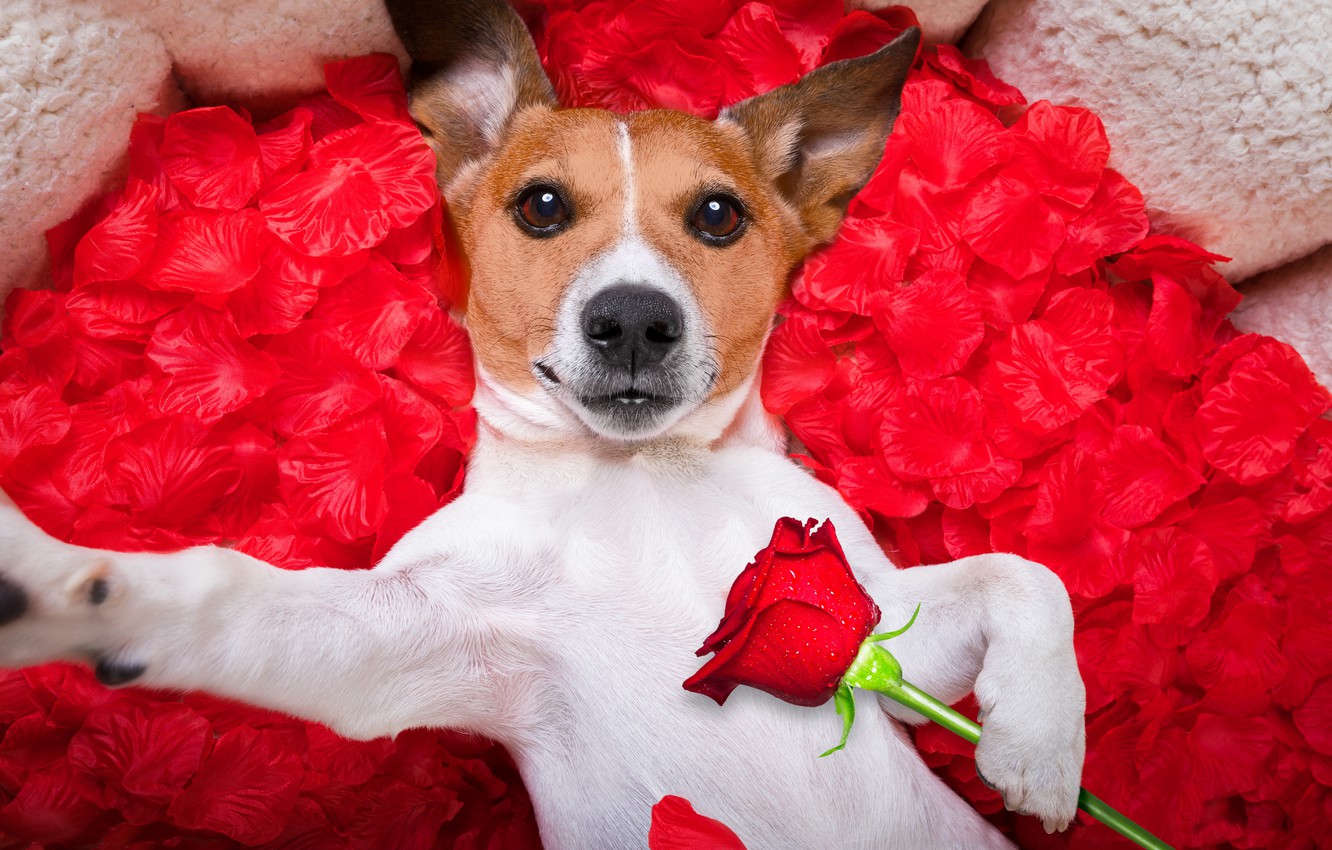 En Güzel Köpek Resimleri Fotoğrafları Gezilmeye Değer Yerler Seyahat