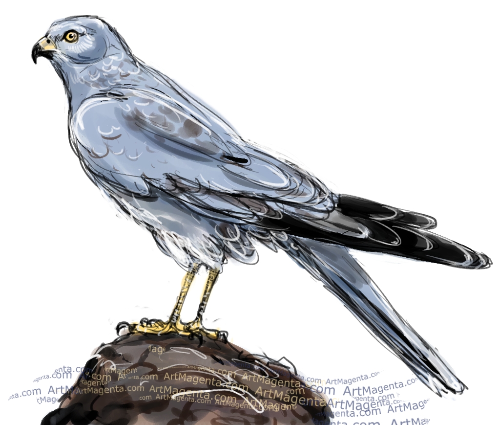 Montqagu's Harrier sketch painting. Bird art drawing by illustrator Artmagenta